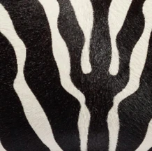 Khaite - Cate Bag in Zebra Print Haircalf - Image 12